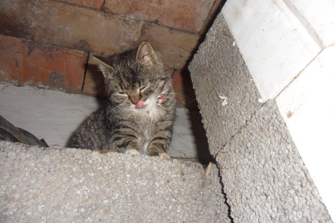 Huskat R.I.P Charlie billede 10