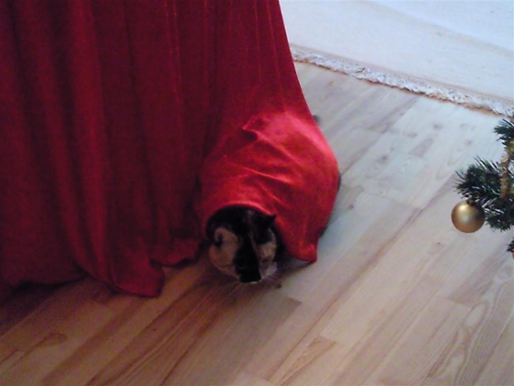 Huskat Lea - Lea har af sig selv løbet ind under dugen i håb om, at vi ikke kan finde hende.. Klog kat vi har. ♥ billede 16