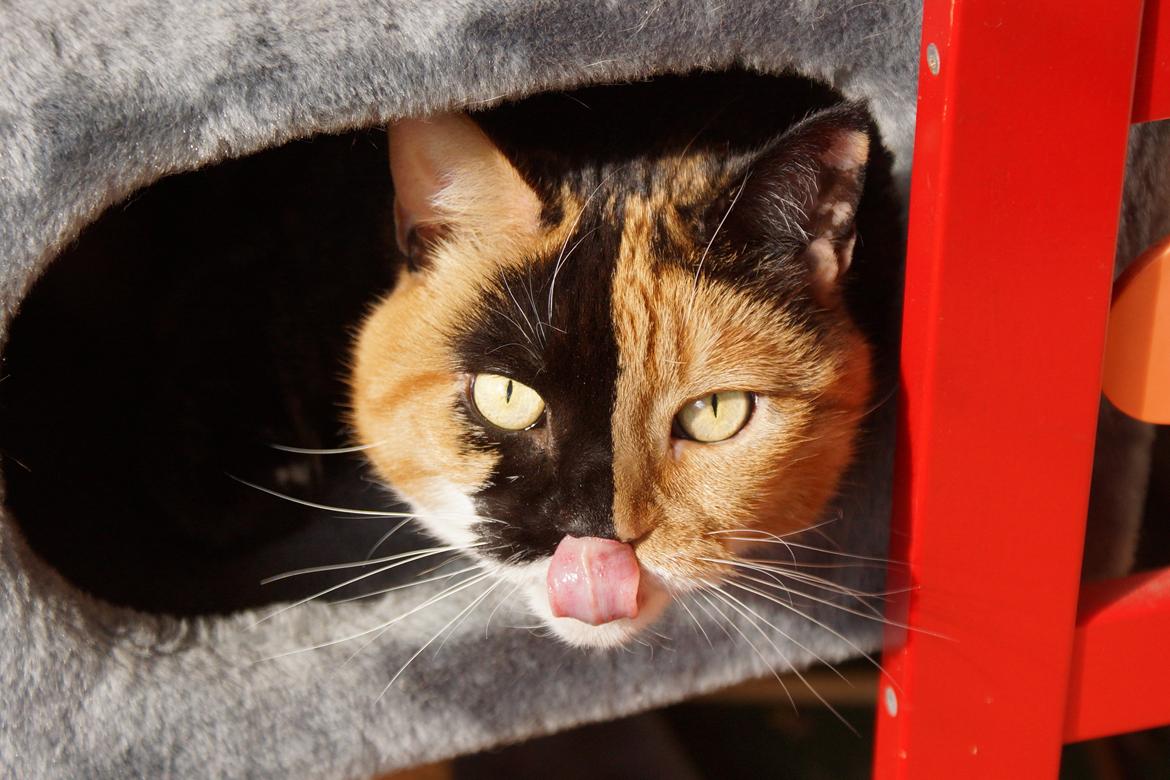 Huskat Lea - For første gang ligger Lea inde i "hullet". En velour "boks" på vores gamle enorme kattetræ. ♥ billede 10