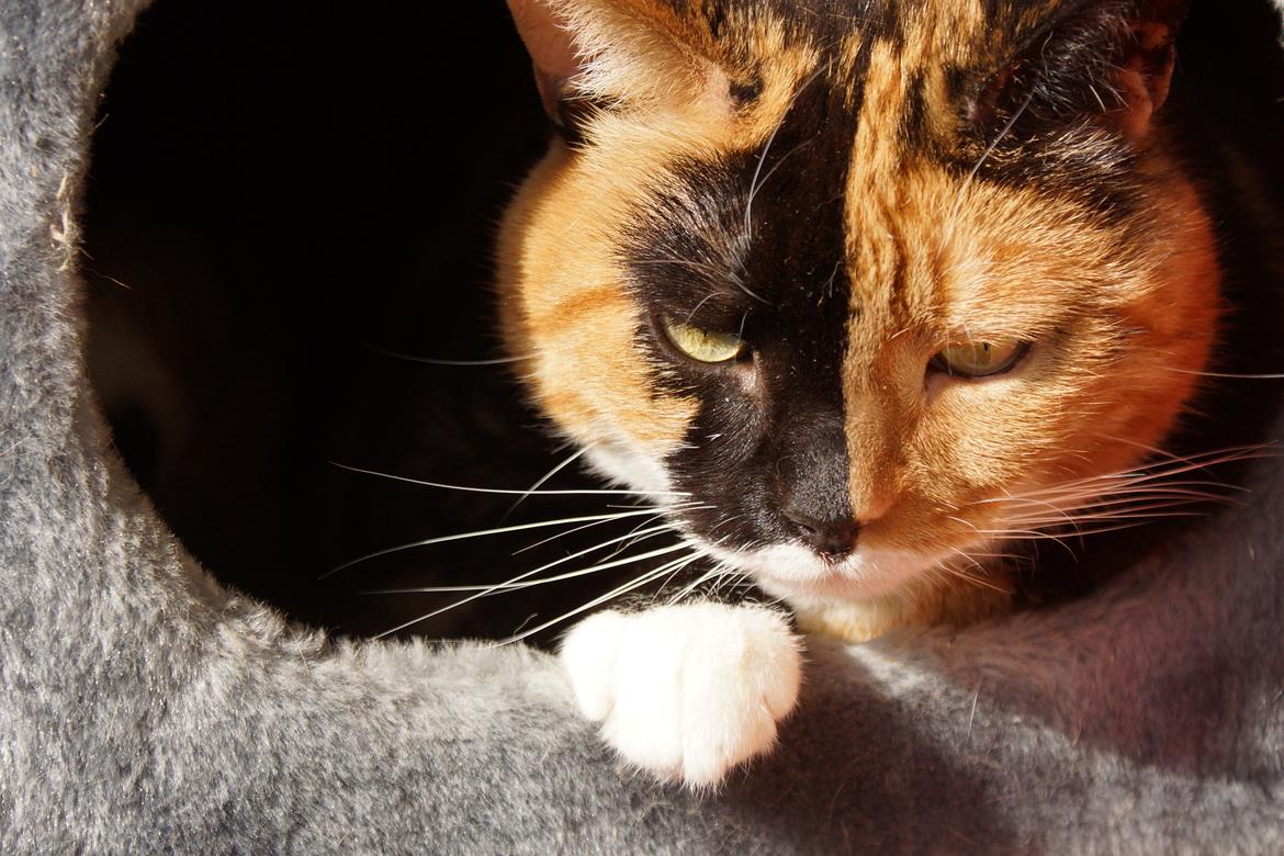 Huskat Lea - For første gang ligger Lea inde i "hullet". En velour "boks" på vores gamle enorme kattetræ. ♥ billede 13