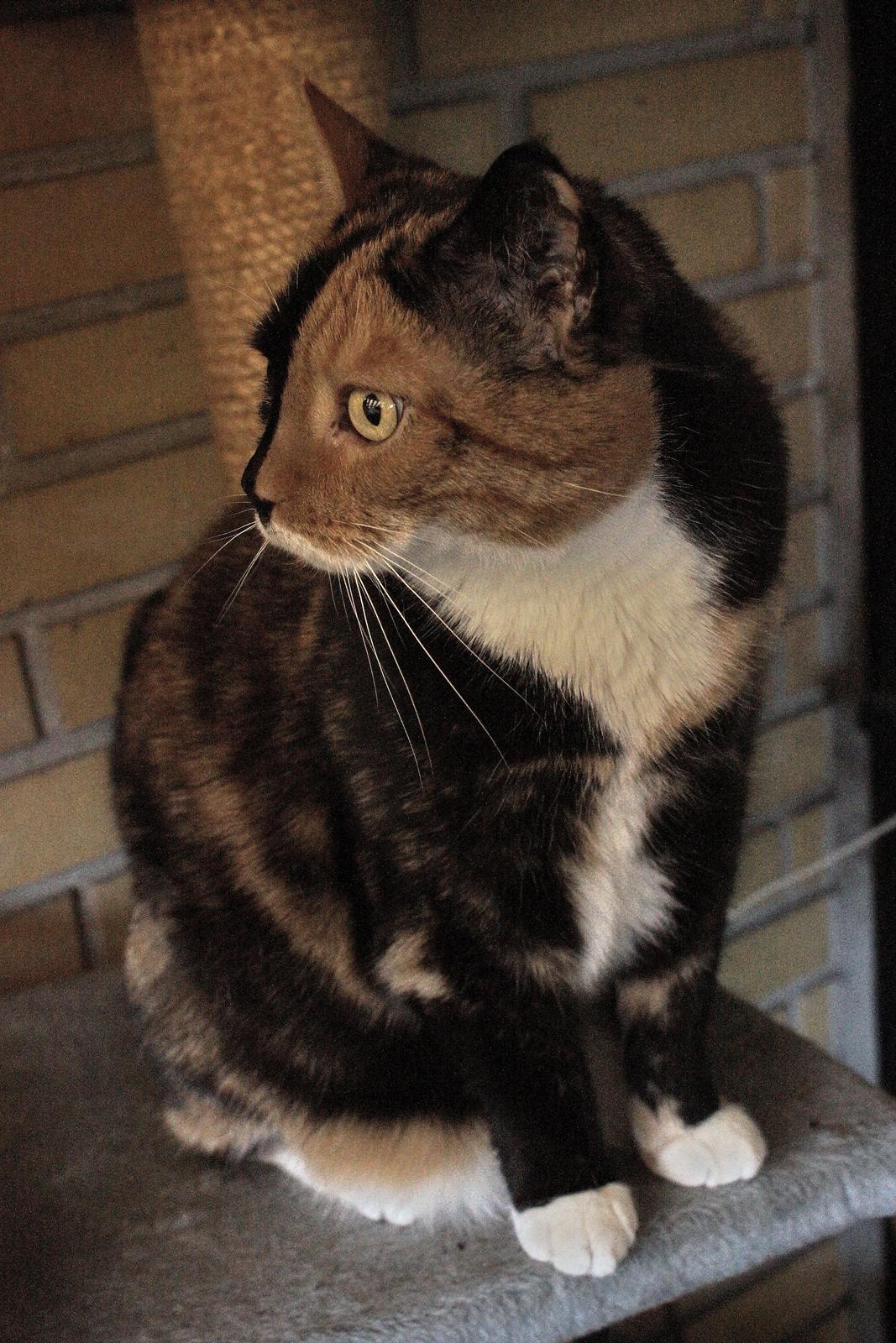 Huskat Lea - Sidder lige og kigger lidt ud over verden. ♥ billede 12