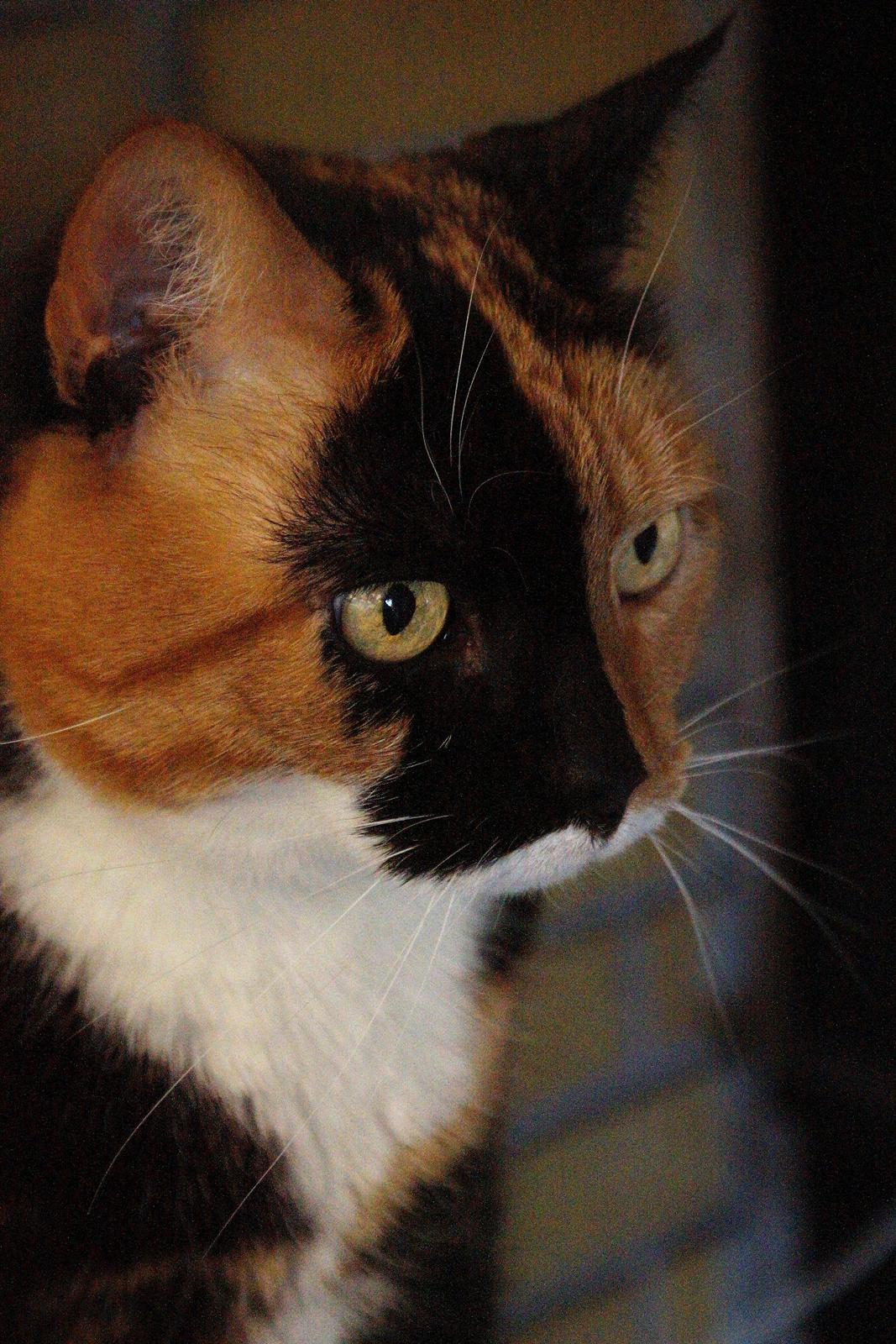 Huskat Lea - Sidder lige og kigger lidt ind i stuen fra vores gamle altan. ♥ billede 2