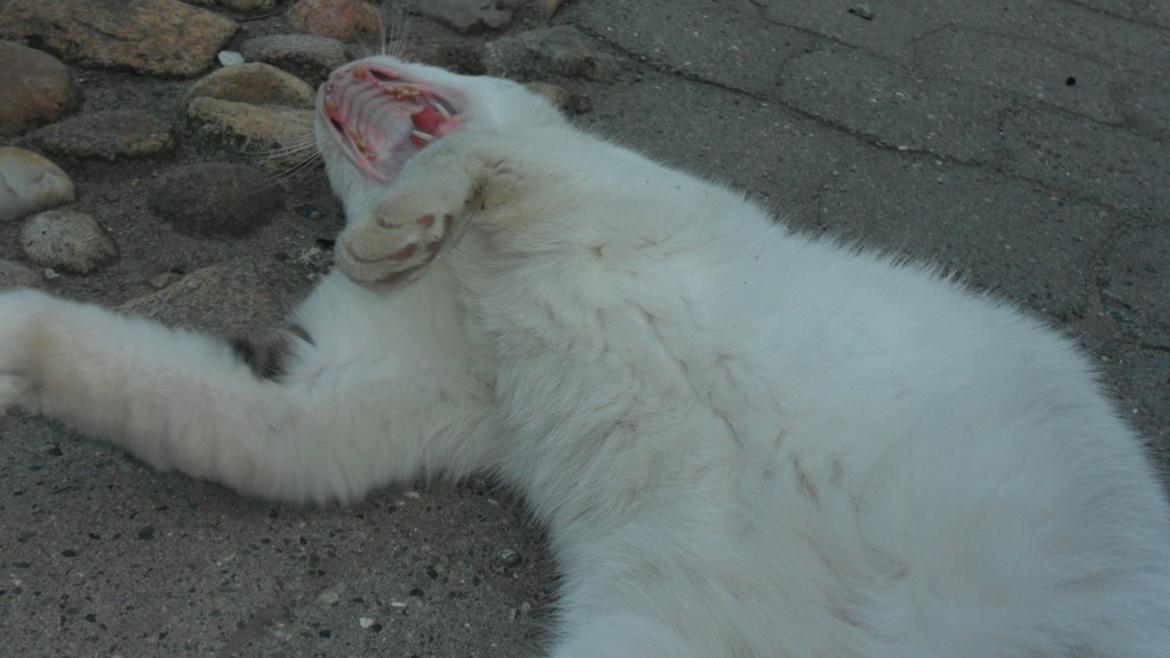 Huskat R.I.P. Prins Mikal billede 2