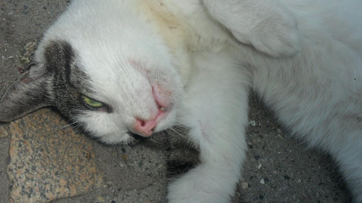 Huskat R.I.P. Prins Mikal billede 5