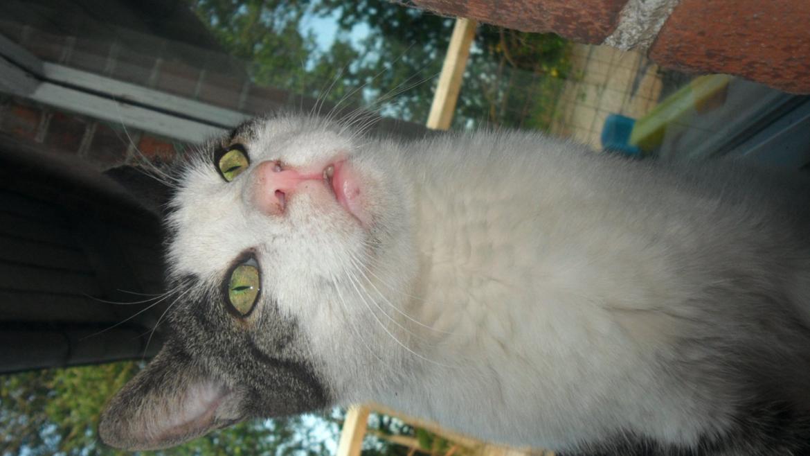 Huskat R.I.P. Prins Mikal billede 6