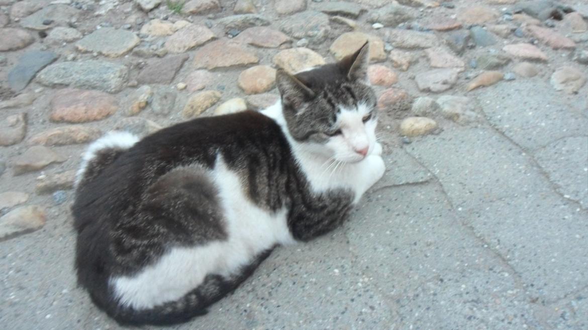 Huskat R.I.P. Prins Mikal billede 7