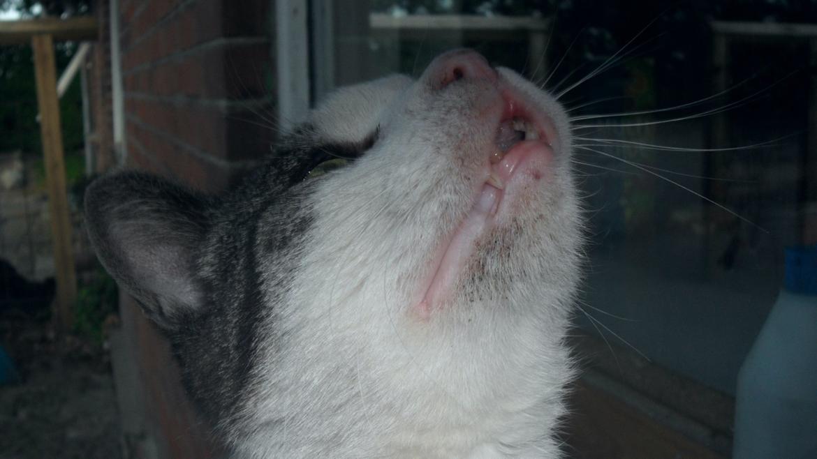 Huskat R.I.P. Prins Mikal billede 11