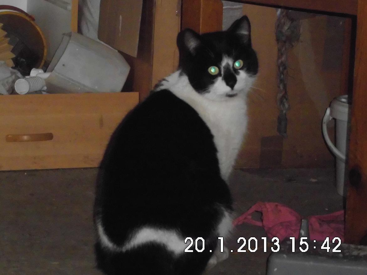 Blanding af racer X-Factor billede 1