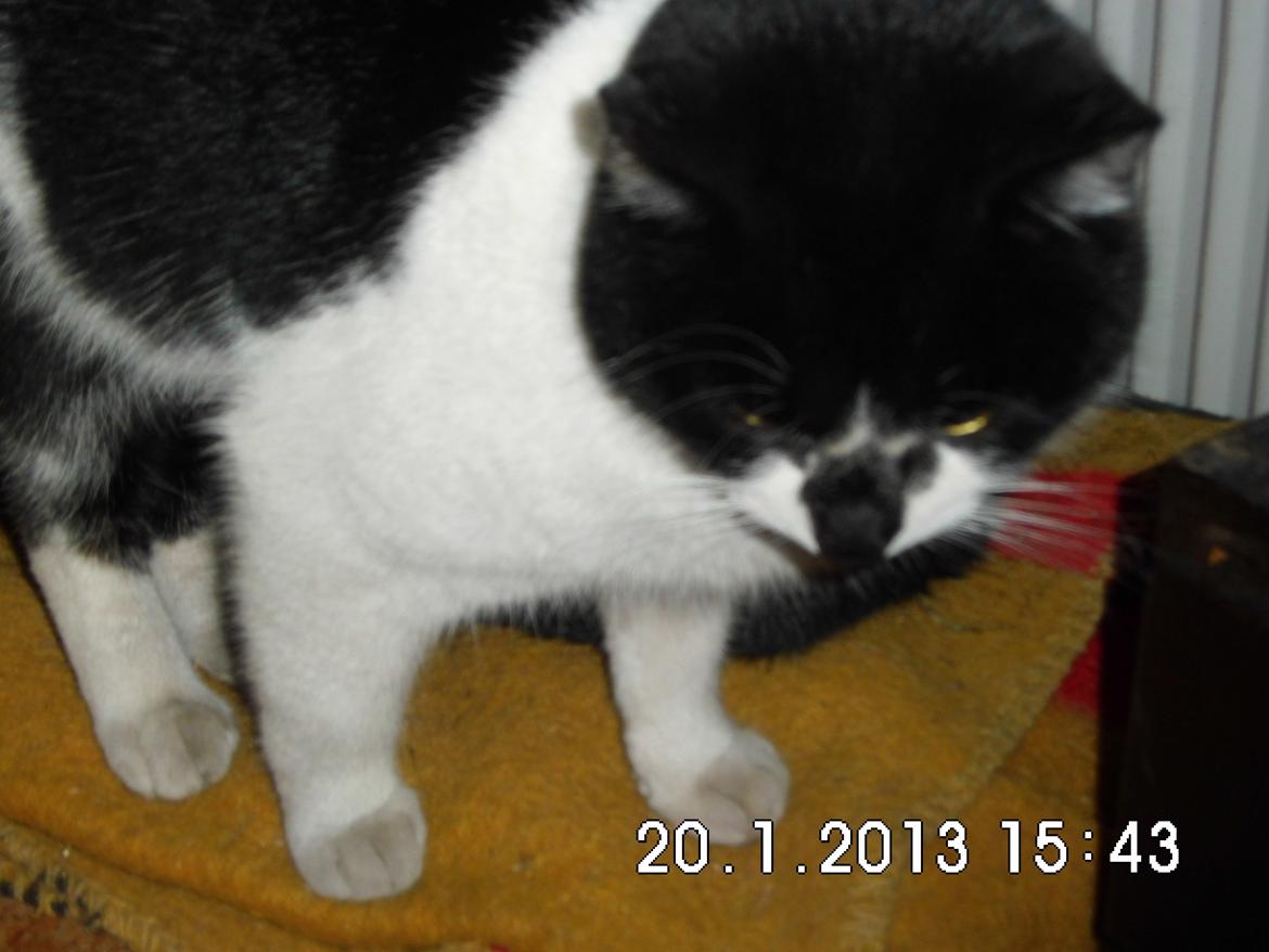 Blanding af racer X-Factor billede 2