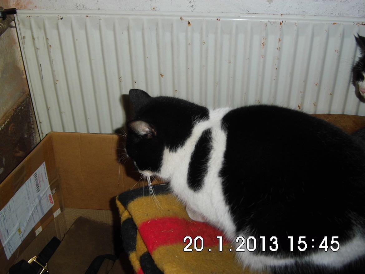 Blanding af racer X-Factor billede 3