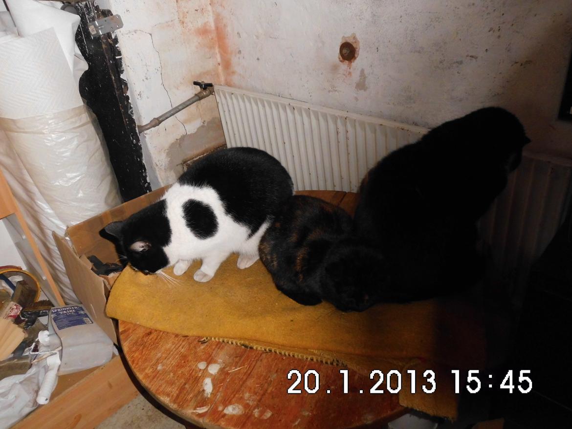 Blanding af racer X-Factor billede 4