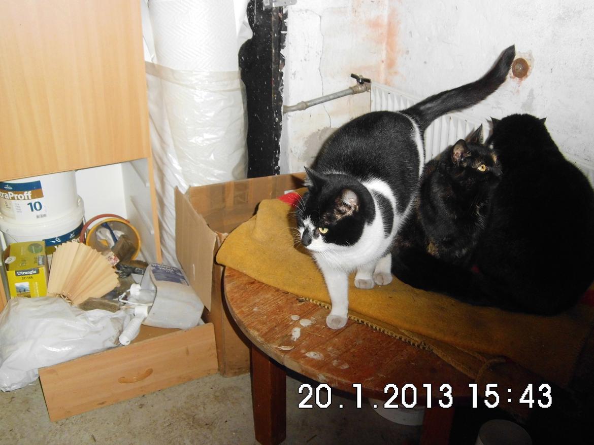 Blanding af racer X-Factor billede 6