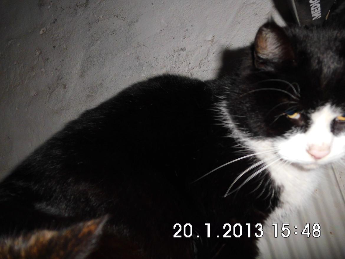 Blanding af racer Harry billede 1