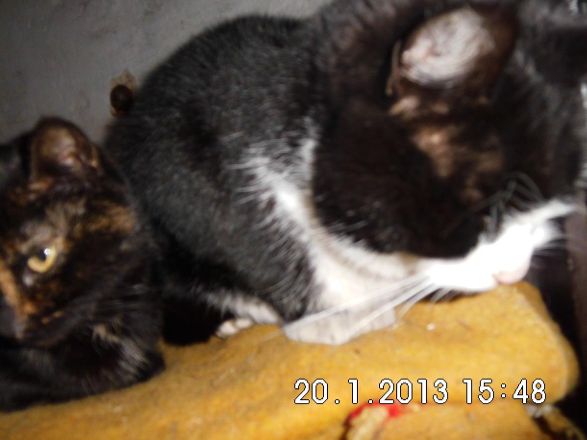 Blanding af racer Harry billede 2