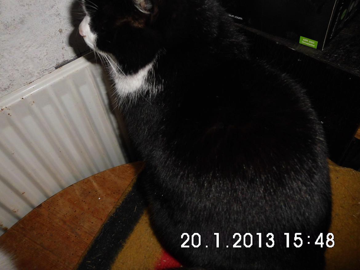 Blanding af racer Harry billede 3