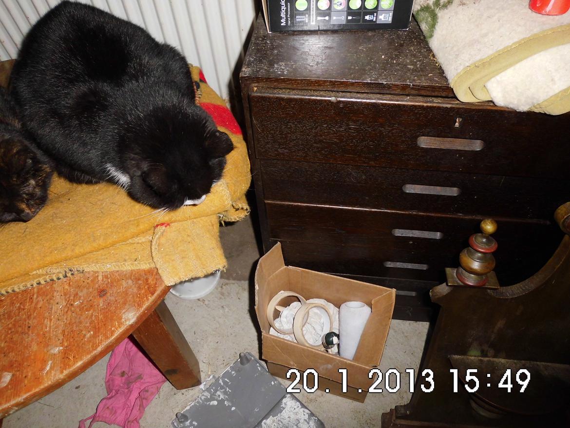 Blanding af racer Harry billede 4