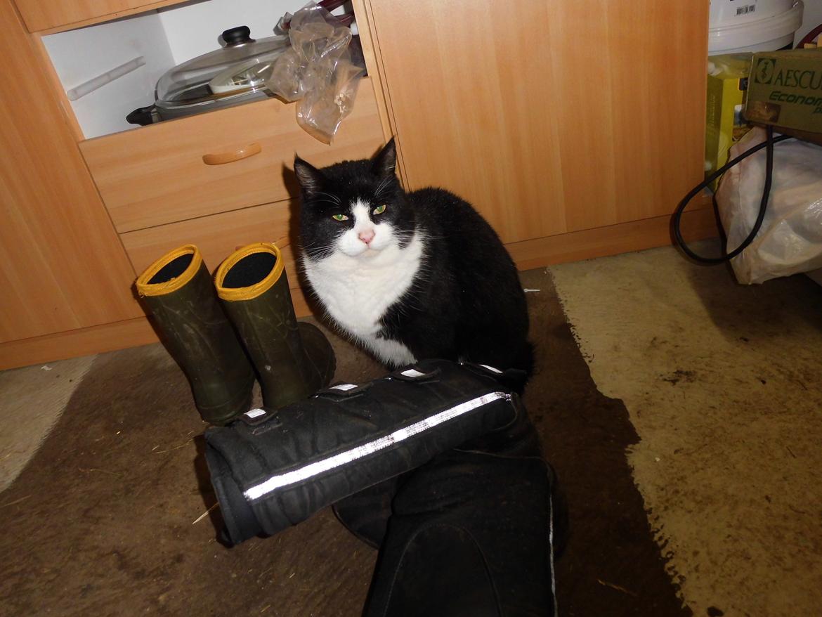 Blanding af racer Harry billede 5