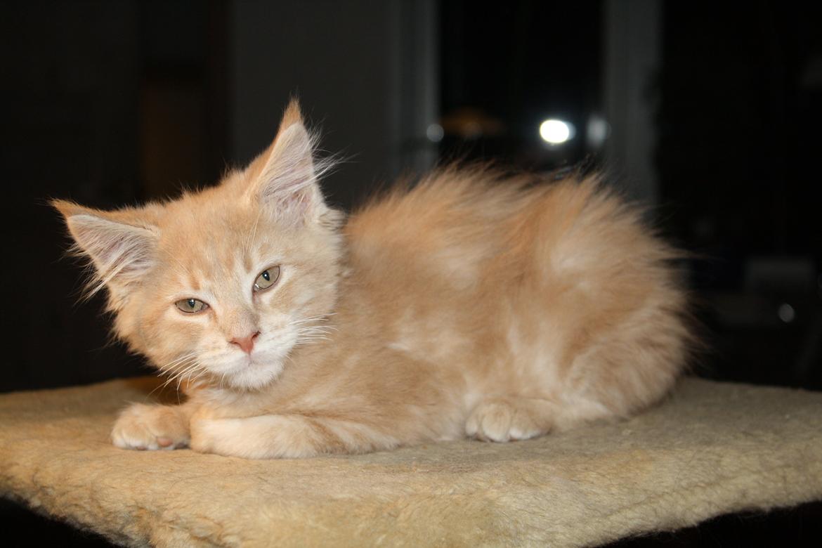 Maine Coon Louie - Louie lige da han kom "hjem"  billede 1