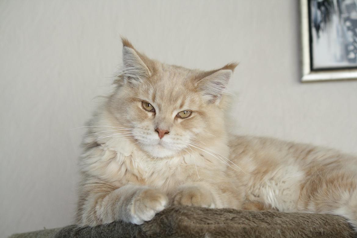 Maine Coon Louie - Louie slapper af på toppen af stuen :) billede 2