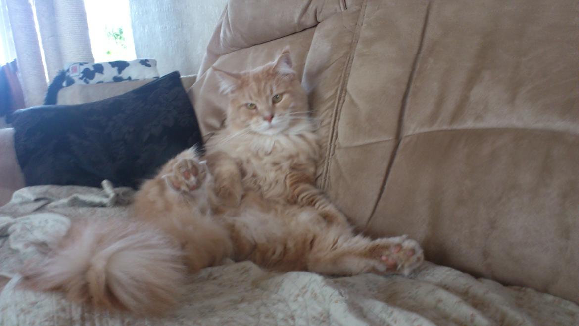 Maine Coon Louie - Tager en "slapper" i sofaen :) billede 3