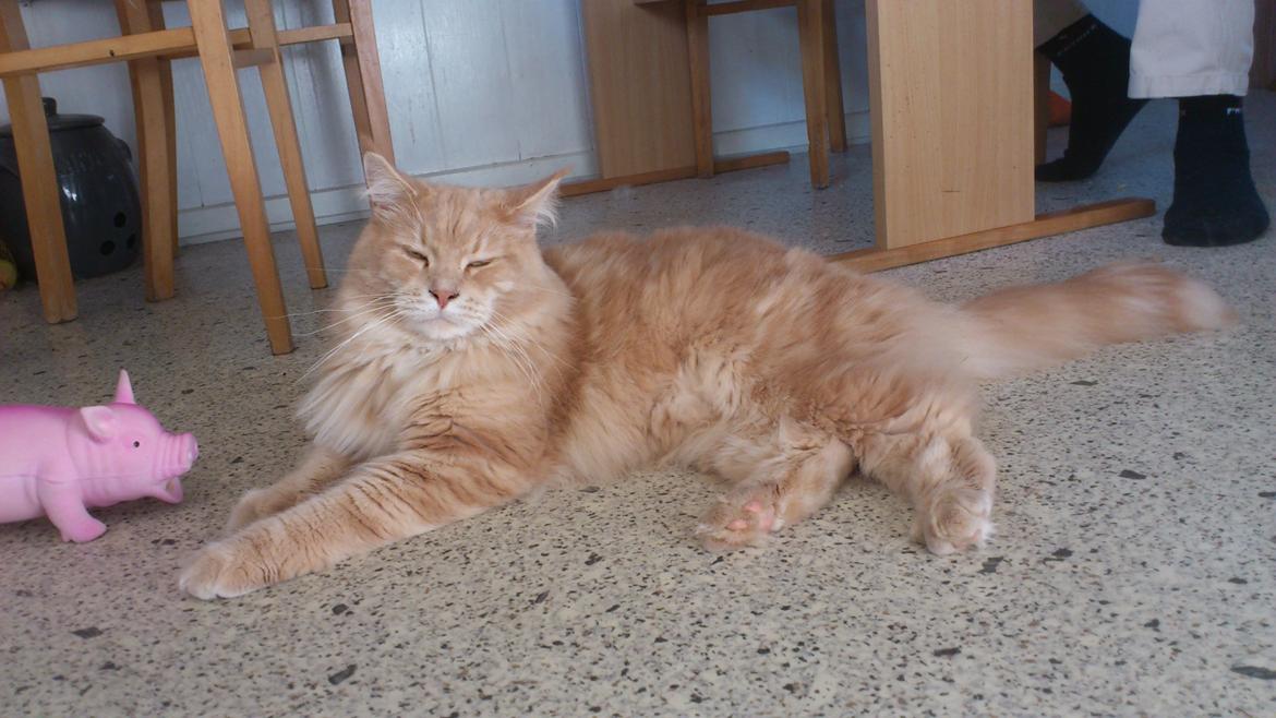 Maine Coon Louie - Louie leger med Øffe :) billede 5