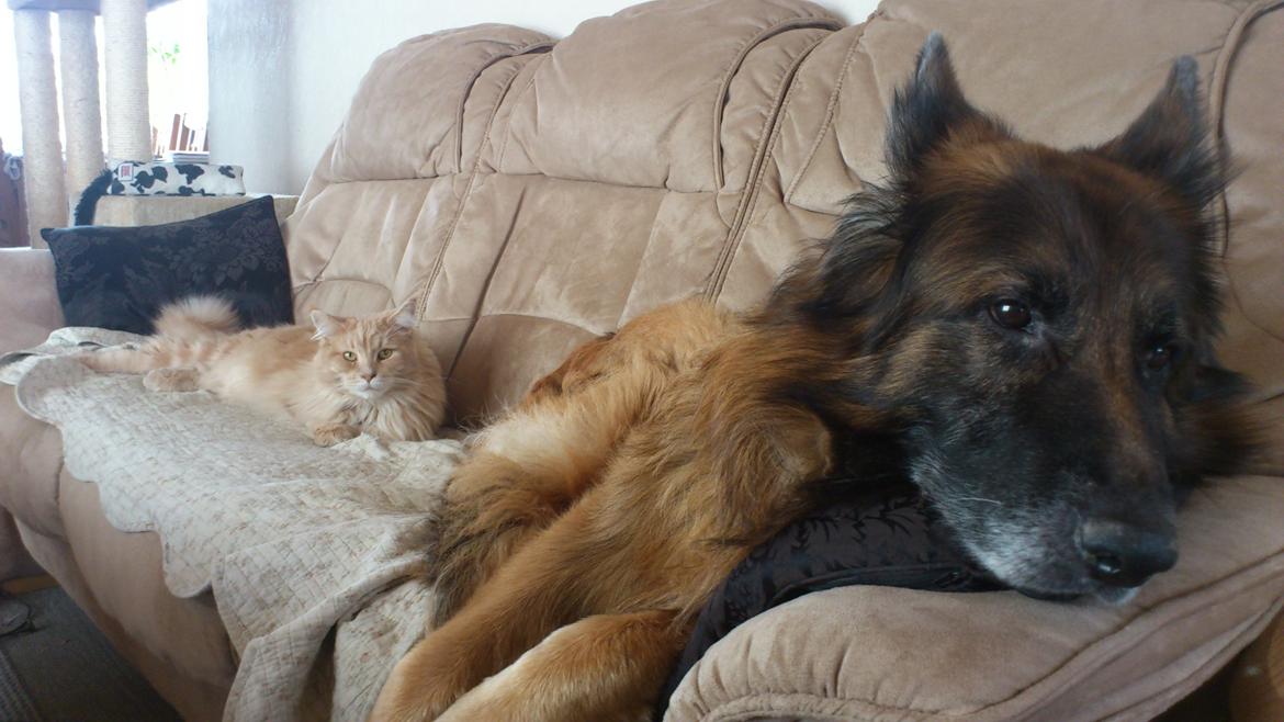 Maine Coon Louie billede 6