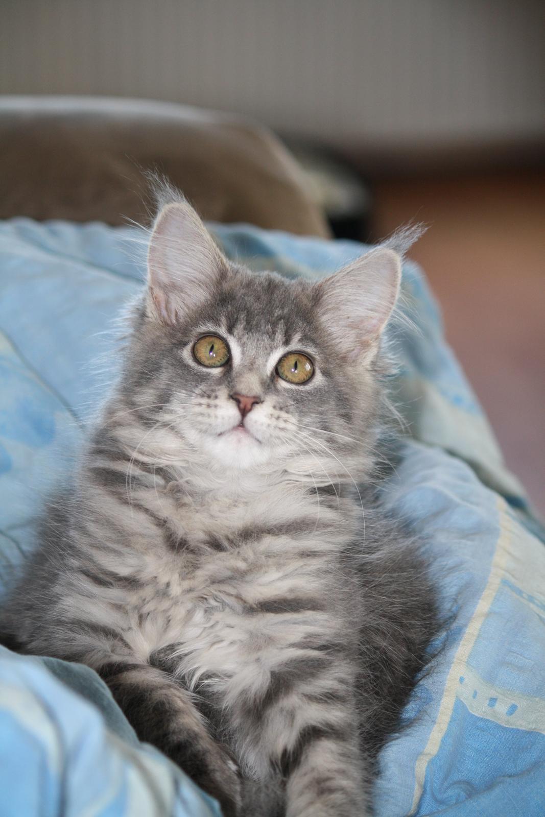 Maine Coon Nynne - Nynne som lille "baby" :) billede 1