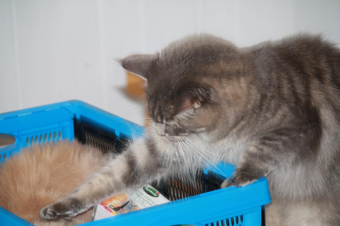 Maine Coon Nynne billede 2