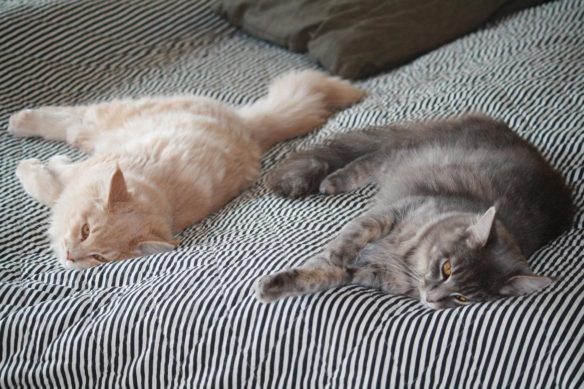 Maine Coon Nynne - Slapper af i solen sammen med Louie :) billede 3