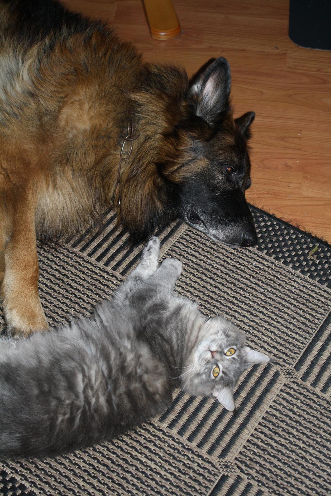 Maine Coon Nynne - Hyger sammen med Verden Bedste Ven :) billede 4