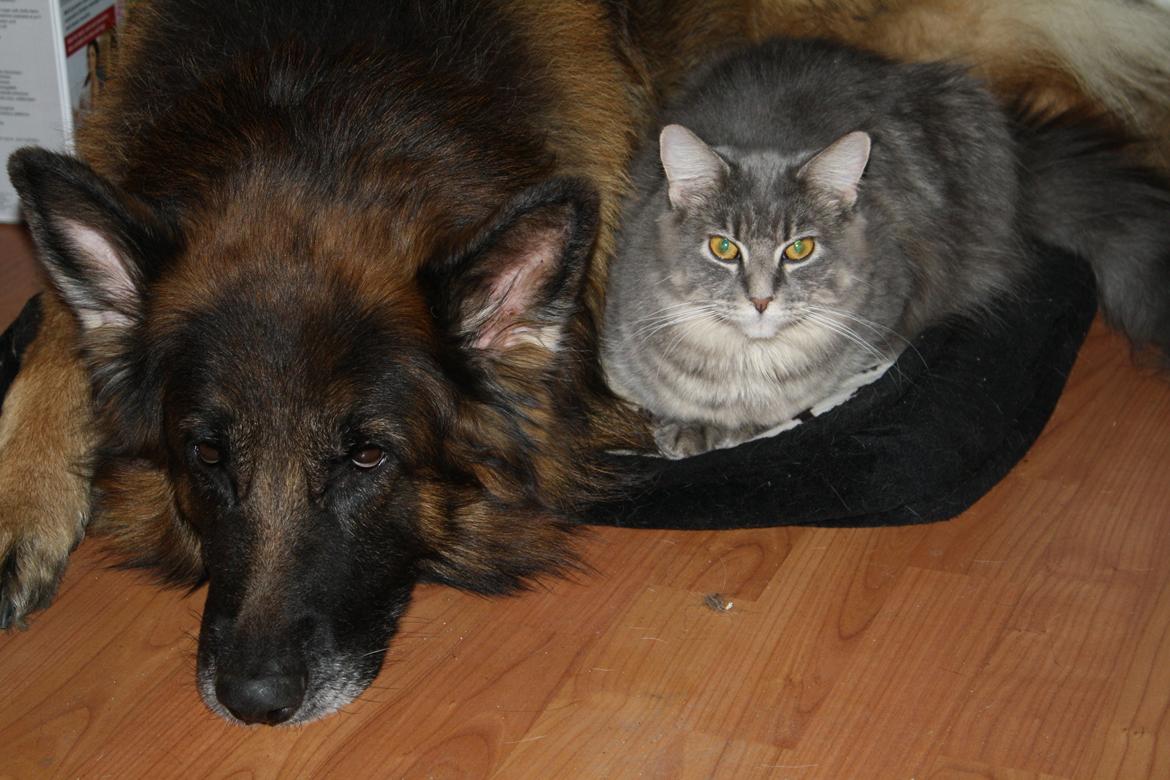 Maine Coon Nynne - Dem der siger at Schæferhunde og katte ikke kan sammen, lyver :)
 billede 5