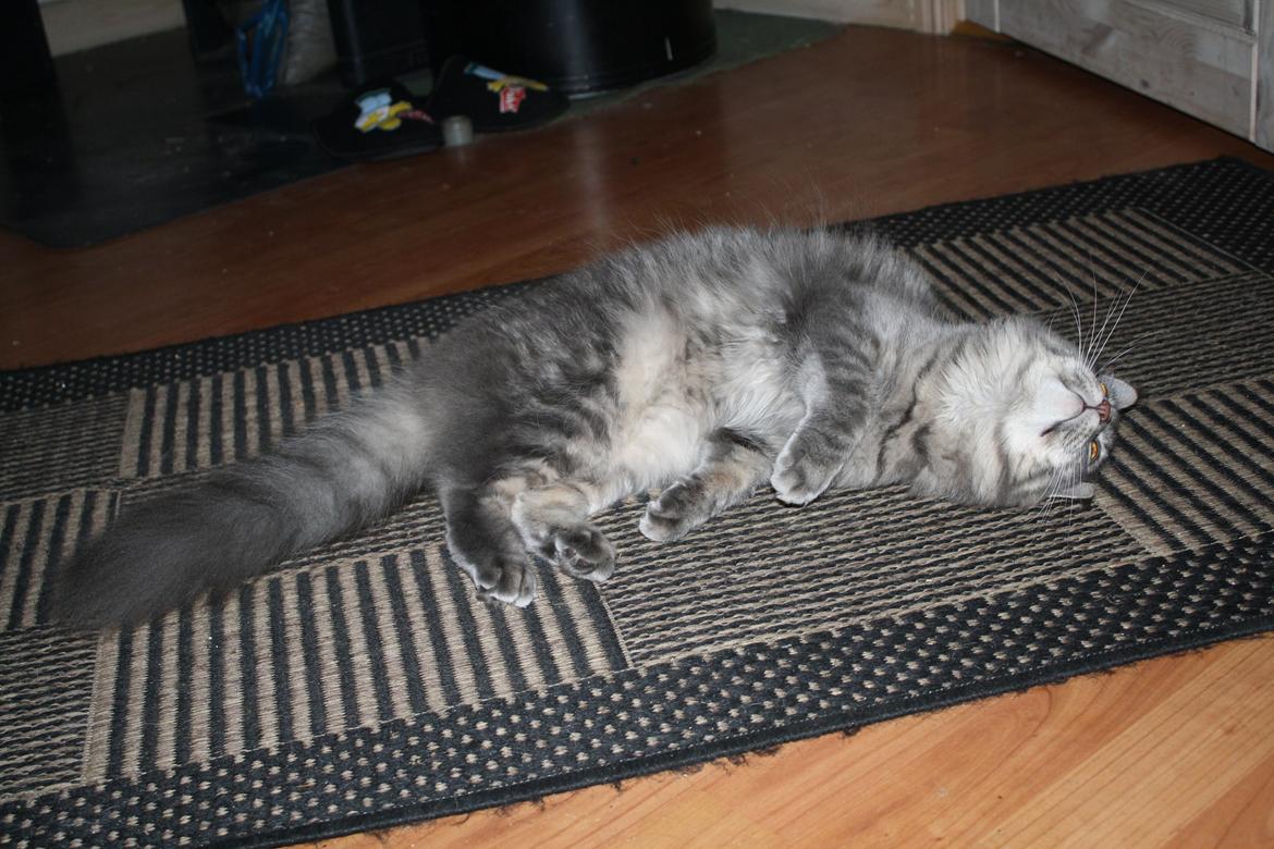 Maine Coon Nynne - Ren hygge :)
 billede 6