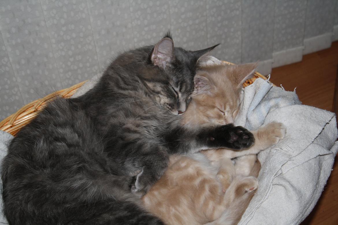 Maine Coon Nynne - Min bedste Squashbuddy :) billede 8