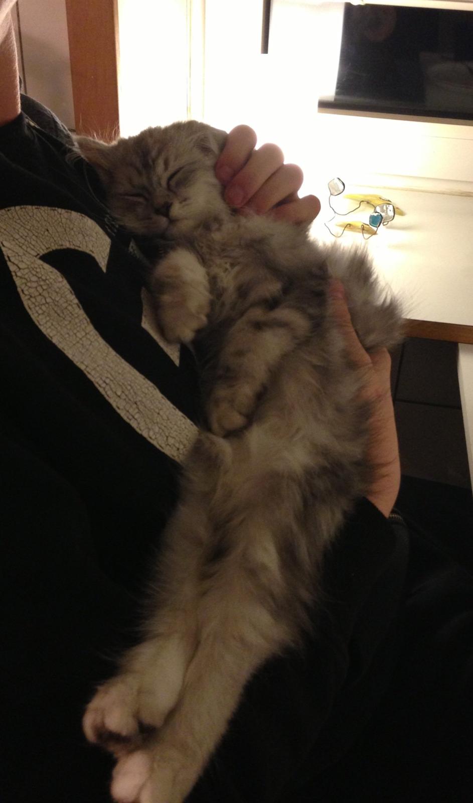 Blanding af racer Villads billede 6