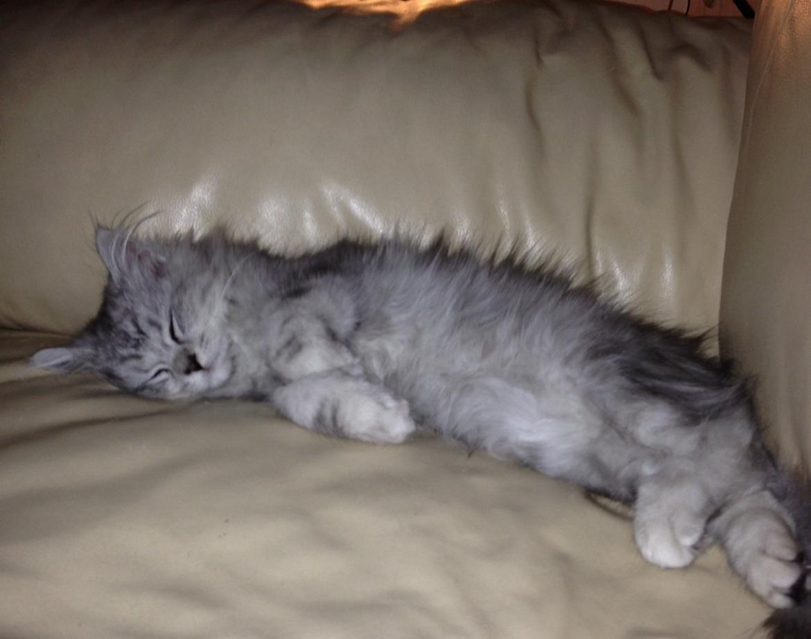 Blanding af racer Villads billede 7