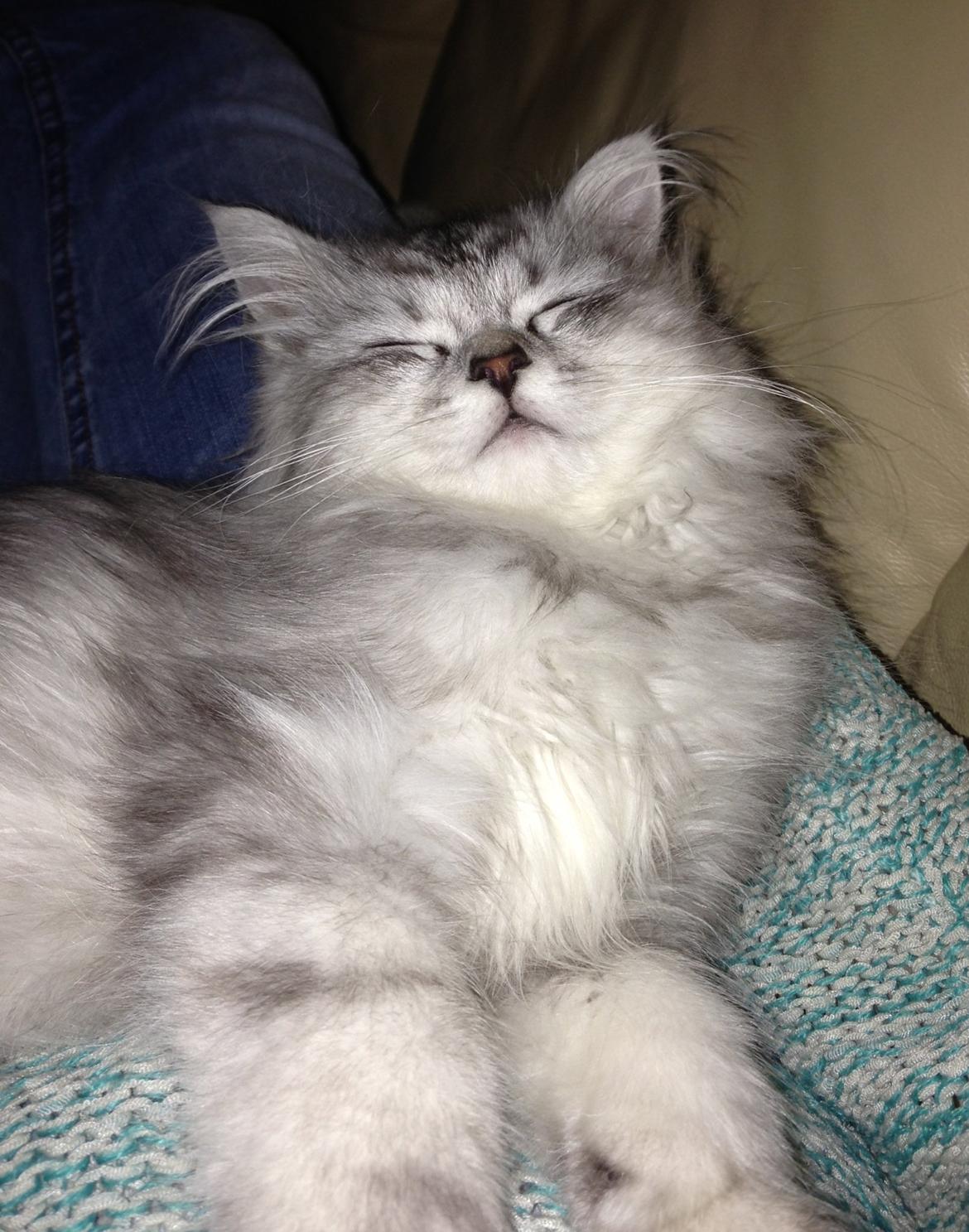 Blanding af racer Villads billede 8