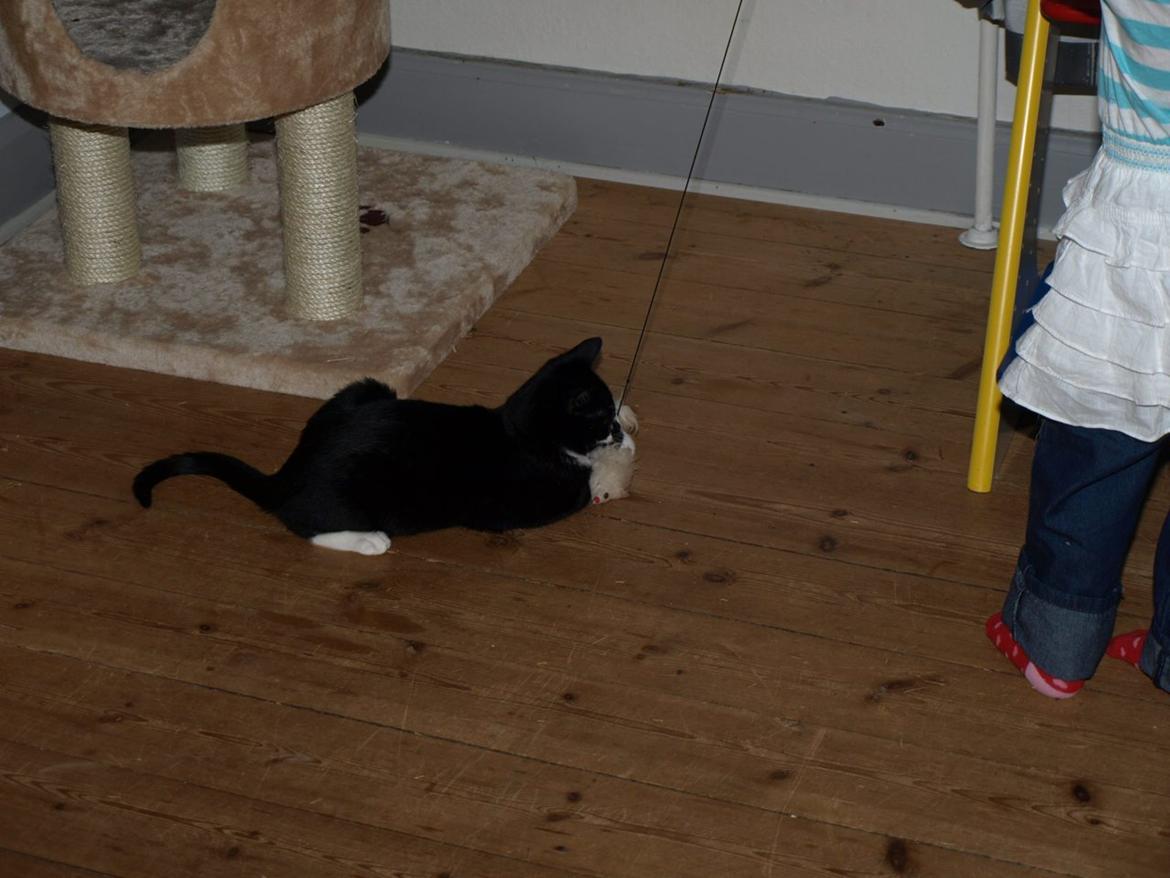 Huskat Blackie *RIP* billede 13
