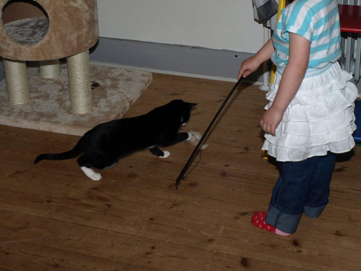 Huskat Blackie *RIP* billede 14