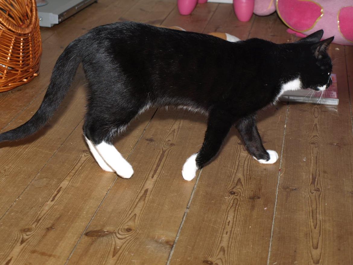Huskat Blackie *RIP* billede 3
