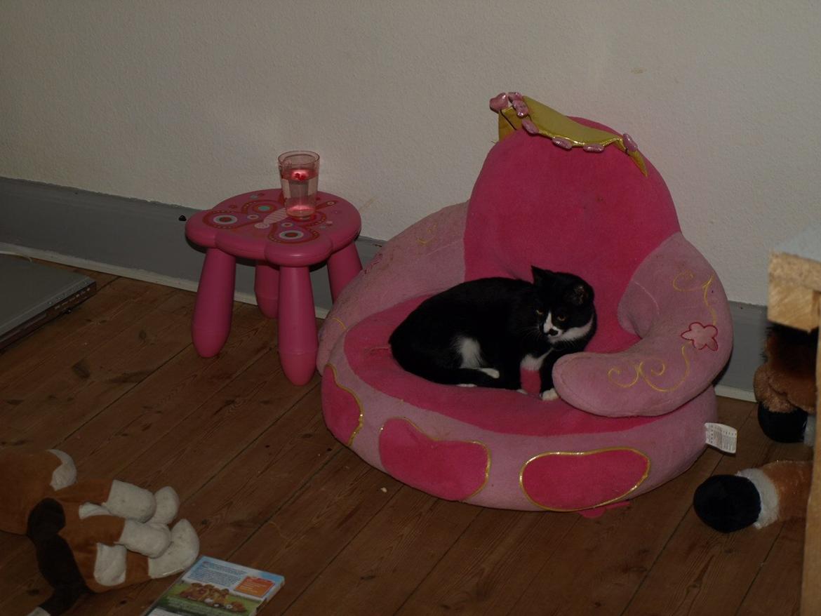 Huskat Blackie *RIP* billede 16