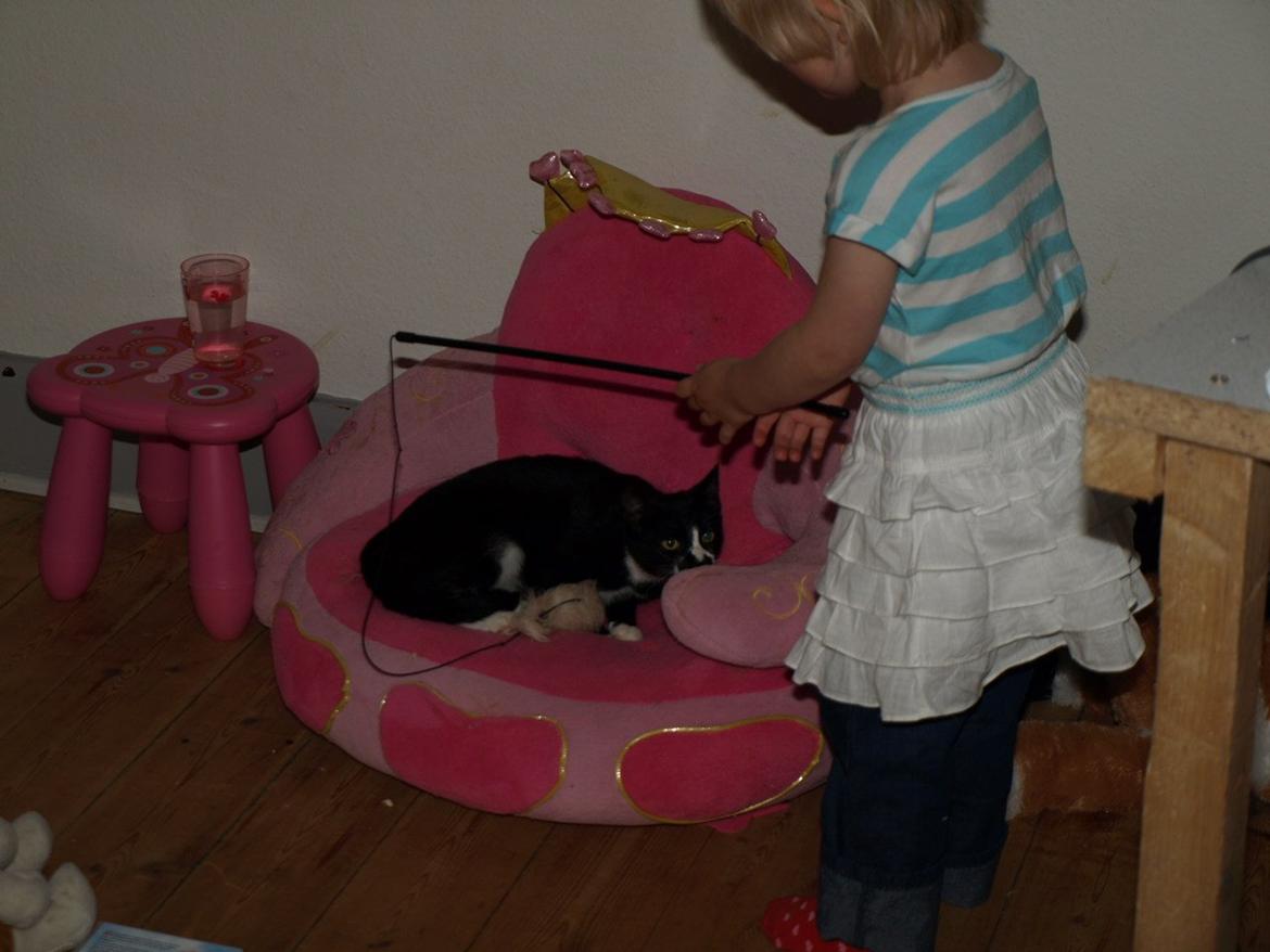 Huskat Blackie *RIP* billede 17