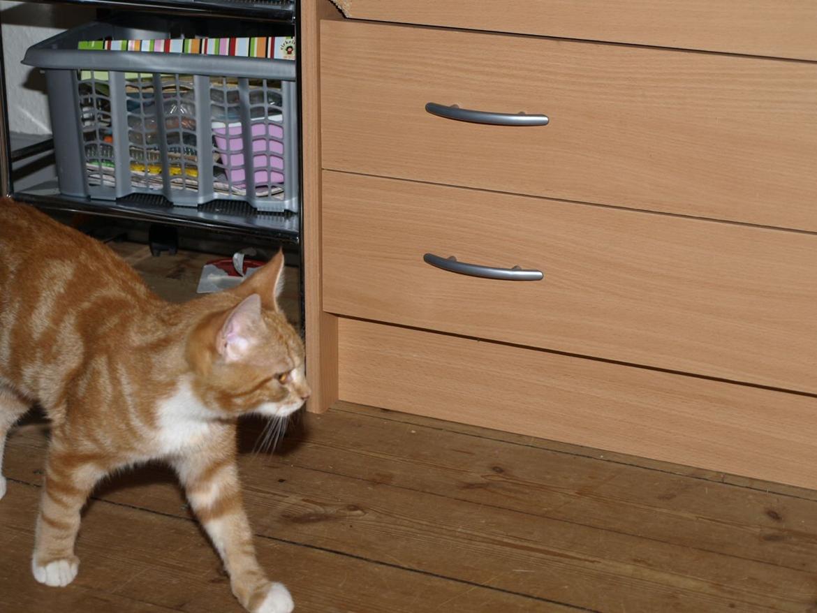 Huskat Bob-Cat *tidligere* billede 11