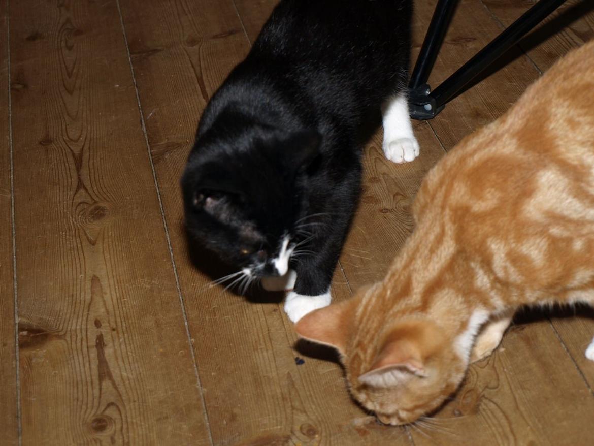 Huskat Bob-Cat *tidligere* billede 12
