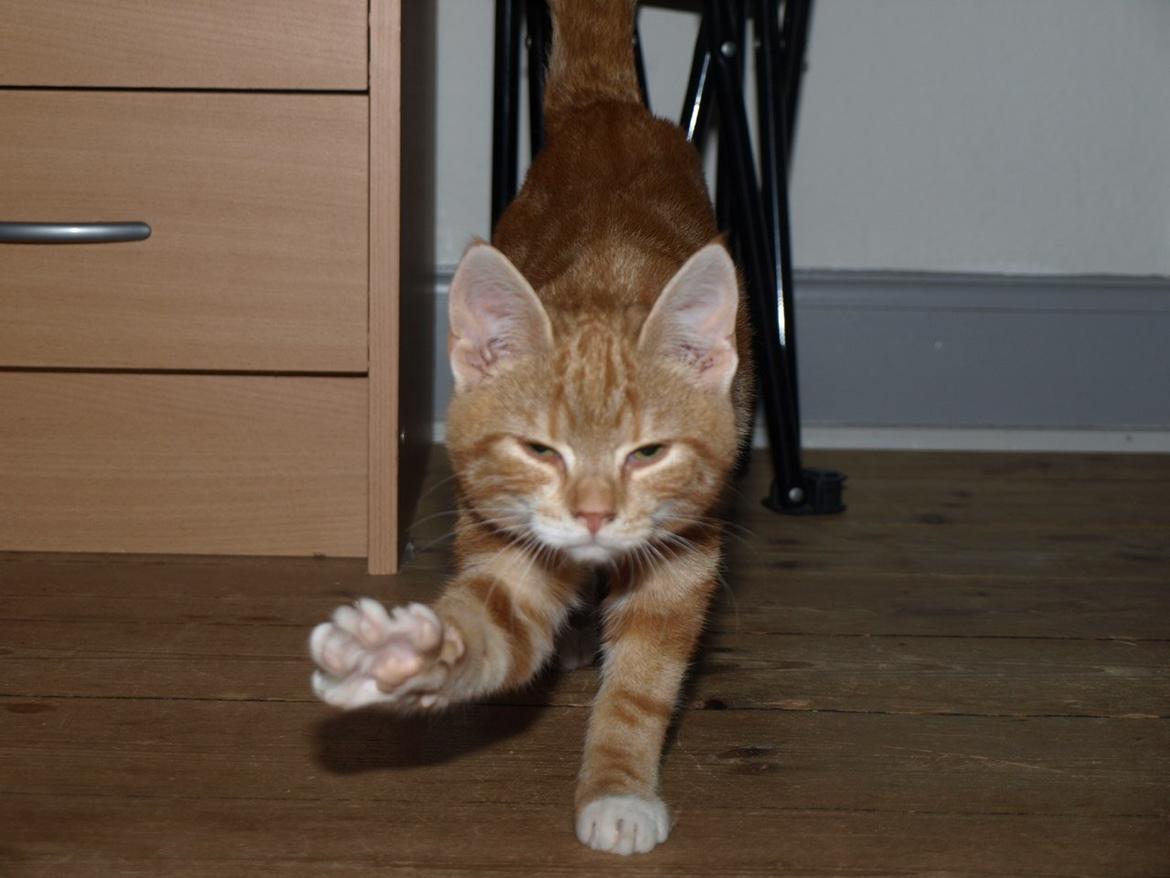 Huskat Bob-Cat *tidligere* billede 14