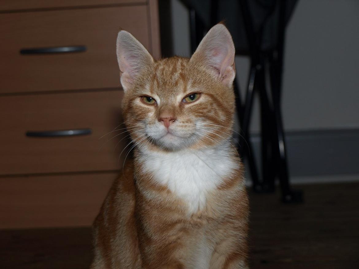 Huskat Bob-Cat *tidligere* billede 15
