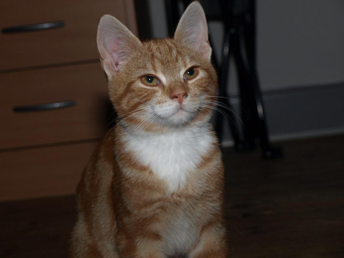 Huskat Bob-Cat *tidligere* billede 16