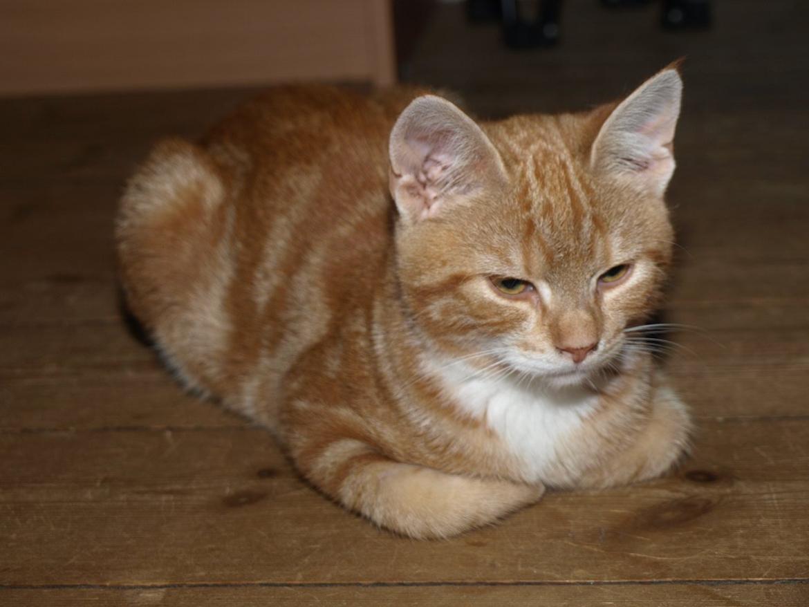 Huskat Bob-Cat *tidligere* billede 17