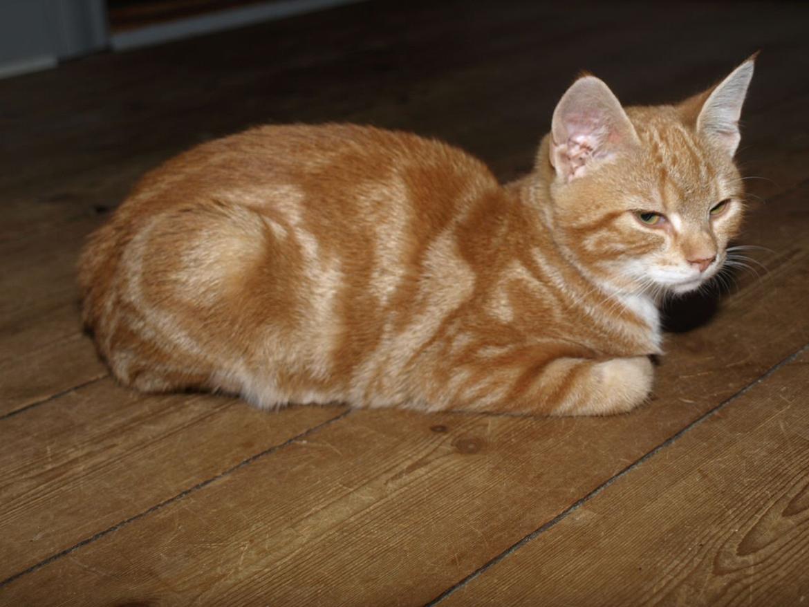 Huskat Bob-Cat *tidligere* billede 18