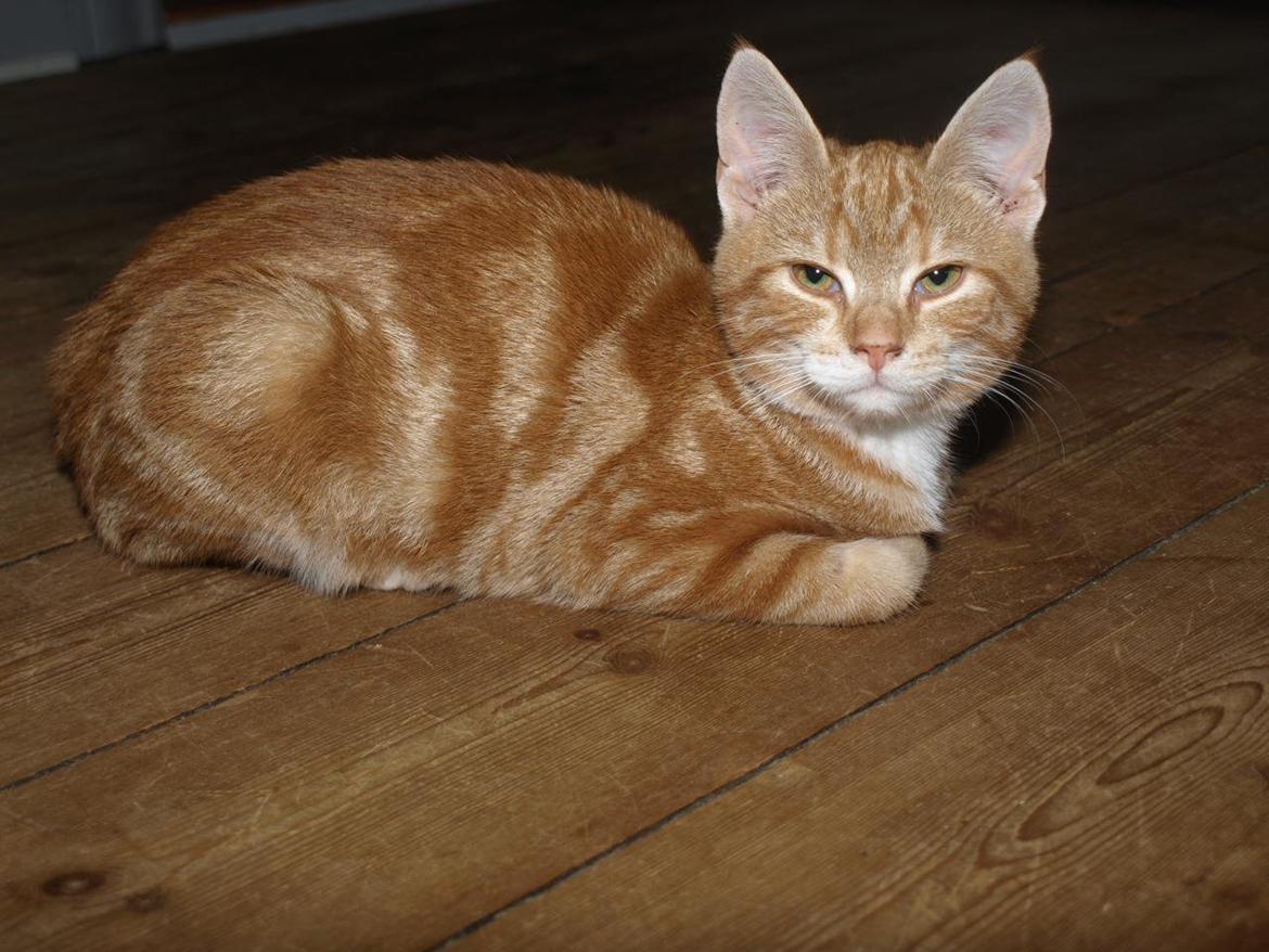 Huskat Bob-Cat *tidligere* billede 19
