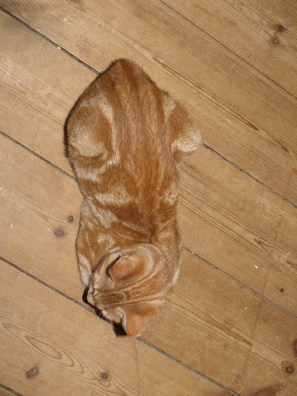 Huskat Bob-Cat *tidligere* billede 20